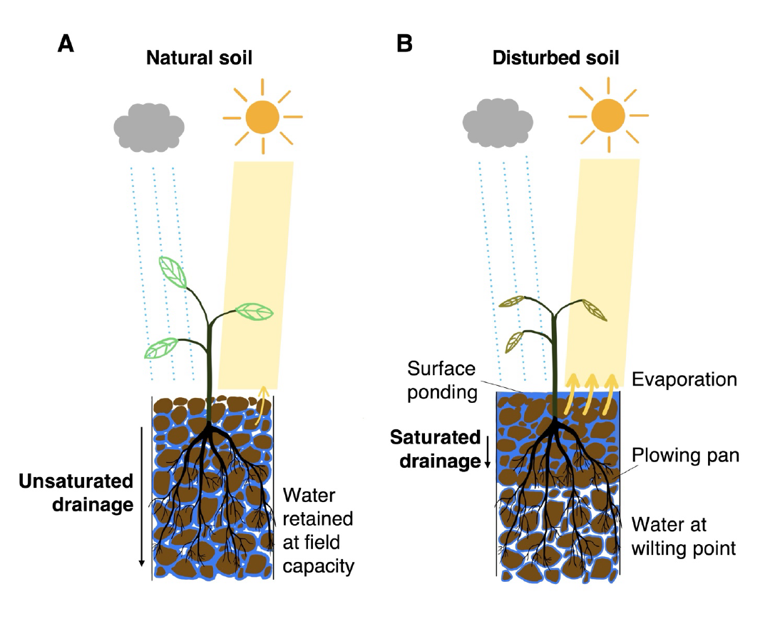 Side-by-side conceptual diagram comparing water flow through natural soil and disturbed soil.